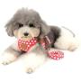 SMALLLEE_Lucky_Store New Soft Mesh Nylon Vest Pet Cat Small Medium Dog Harness Dog Leash Set