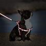 From Zero Small Dog Harness and Leash Set Step in Dogs Puppy Harness Pet Vest and for French Bulldog