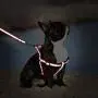 From Zero Small Dog Harness and Leash Set Step in Dogs Puppy Harness Pet Vest and for French Bulldog
