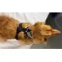 Pucci Paw Dog Harness No Pull Easy Walk for Dogs Cushioned Extra Padding Comfortable Mesh Pet Harness Breathable All Weather Light Weight Strong Puppy Small Medium Large Dog