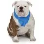 Cool Pup Dog Cooling Pet Towel Cool Pup Dog Cooling Pet Towel