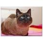 Triple Blank Wall Plate Cover - Cat Feline Cat Eyes Cat Face Kitty Pet Animal