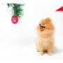 Pearhead Pet Jingle Bell Pup Photo Ornament, Red