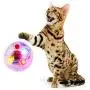 TeenTop Pet Interactive Plastic Ball, Durable Luminescent Transparent Toy Cat Ball Toy Lighting for Kitten Exercise Relief Boredom Boring TeenTop Pet Interactive Plastic Ball, Durable Luminescent Transparent Toy Cat Ball Toy Lighting for Kitten Exercise Relief Boredom Boring