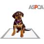 ASPCA AS62930 Dog Training Pads, Pack of 100, Gray, 22'' x 22'' - Pack of 100