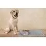LuxPal Extra Large 23x17 Premium Grade Silicone Dog & Cat Indoor or Outdoor Food Mat for Pets and Animals None Slip Food Tray Placemat for All Floors, Washable, FDA Grade, Anti Bacterial LuxPal Extra Large 23x17 Premium Grade Silicone Dog & Cat Indoor or Outdoor Food Mat for Pets and Animals None Slip Food Tray Placemat for All Floors, Washable, FDA Grade, Anti Bacterial
