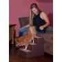Pet Gear Pet Step with Stair Landing for Small Dogs, Miniatures, and Cats, for Pets up to 50 pounds
