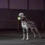 SKIPDAWG Squeaky Glow Dog Ball, Light up Dog Ball Glow in The Dark, Interactive Toys for Dogs Indoor/Outdoor Exercise, Durable TPR Fetch Ball Dog Toys SKIPDAWG Squeaky Glow Dog Ball, Light up Dog Ball Glow in The Dark, Interactive Toys for Dogs Indoor/Outdoor Exercise, Durable TPR Fetch Ball Dog Toys
