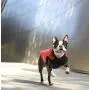 Gooby Fashion Dog Vest - Small Dog Sweater Bomber Dog Jacket Coat with D Ring Leash and Zipper Closure - Dog Clothes for Small Dogs Girl or Boy for Indoor and Outdoor Use