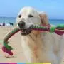 DogDirect London, Dog TUG Toy Tugger Tug Chase Rope Small: 45cm/17in, Large: 75cm/29in, Soft Plaited Flexible Fleece Dog Toys Ideal for Training, Puppy Play, Hand Made (Large, Black-Blue) KL6 DogDirect London, Dog TUG Toy Tugger Tug Chase Rope Small: 45cm/17in, Large: 75cm/29in, Soft Plaited Flexible Fleece Dog Toys Ideal for Training, Puppy Play, Hand Made (Large, Black-Blue) KL6