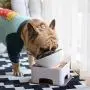 Anlik Pet Feeder for Flat Face Dogs/Cats,Adjustale,Slope Base,Non-Skid Rubber (White) Anlik Pet Feeder for Flat Face Dogs/Cats,Adjustale,Slope Base,Non-Skid Rubber (White)