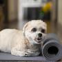 DOG MATZ Pet Anti-Slip Floor Mat to Keep Dogs from Slipping on Hard Floors – 24x68”