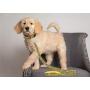 Pets First NFL Pet Leash