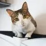 RayCC Cat Shelves Cat Steps Cat Perch Cat Cloud Cat Bed Wall-Mounted Cat Furniture Great for Cat Climbing(Set of 3) RayCC Cat Shelves Cat Steps Cat Perch Cat Cloud Cat Bed Wall-Mounted Cat Furniture Great for Cat Climbing(Set of 3)