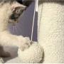 OJBK Kitten Tree Tower Activity Centre with Sisal Scratching Posts, Condo, Dangling Toy, Viewing Platform,Cat Tree Climbing Tower