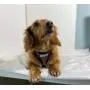 Pucci Paw Dog Harness No Pull Easy Walk for Dogs Cushioned Extra Padding Comfortable Mesh Pet Harness Breathable All Weather Light Weight Strong Puppy Small Medium Large Dog
