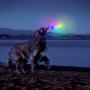 Nite Ize Flashflight LED Dog Discuit - Best Dog Flying Disc For All Hours of Play - With Long-Lasting LED Light, 1-Pack Multi-Colored Disc-O (FFDD-07-R8)