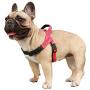 iChoue Dog Harness Easy On and Off Adjustable Harness Lightweight Harness with Handle for Small and Medium Dogs
