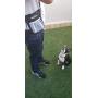 kANOHAVOk Dog Pet Large Treat Bag, Training Pouch with Shoulder Strap, Multifunctional Pockets, Belt Loop and Waistband Hook for Security, Storage for Treats, Toys, and Accessories
