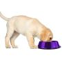 Platinum Pets Embossed Non-Tip Stainless Steel Cat/Dog Bowl