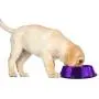 Platinum Pets Embossed Non-Tip Stainless Steel Cat/Dog Bowl