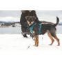 RC Pet Products Momentum Dog Harness