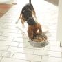 Franklin Pet Supply Slow Feed Tornado Bowl - Pet Bowl - Dog Bowl- Food - Water Bowl - Small - Medium - Large Dog Food Bowl - Puppy - Slow Feed Dog Bowl
