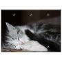 Triple Blank Wall Plate Cover - Cat Kitten Puppy Playful Young Cat Pet 2