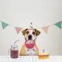 Dog Birthday Hat with Cake and Plush Squeaky Toys, Dog Birthday Party Supplies, Party Decorations for Boys, Puppy Chew Toys Gift for Dogs