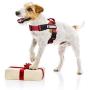 Dihapet Service Dog Vest Harness with Handle, Lightweight Full Adjustable Dog Vest, Neoprene Padded Soft for Summer Outdoor Walk Training