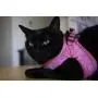Voyager Step-in Plush Dog Harness - Soft Plush, Step in Vest Harness for Small and Medium Dogs by Best Pet Supplies Voyager Step-in Plush Dog Harness - Soft Plush, Step in Vest Harness for Small and Medium Dogs by Best Pet Supplies