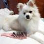 EL AMIGO Pet Brush Coral Slicker/Grooming Brush Shedding Grooming Tools/Hypoallergenic Bath Exfoliation Massage