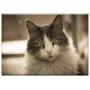 Triple Blank Wall Plate Cover - Cat Kitten Feline Pet Animals Animal Pets Cats
