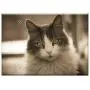 Triple Blank Wall Plate Cover - Cat Kitten Feline Pet Animals Animal Pets Cats Triple Blank Wall Plate Cover - Cat Kitten Feline Pet Animals Animal Pets Cats