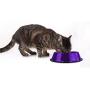 Platinum Pets Embossed Non-Tip Stainless Steel Cat/Dog Bowl
