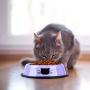 Legendog 2Pcs Cat Bowl Pet Bowl Stainless Steel Cat Food Water Bowl Non-Slip Rubber Base Small Pet Bowl Cat Feeding Bowls Set