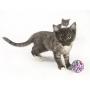 Pet Craft Supply Yowlin Yarn - Multi Color Yarn Balls with Rattle Cat Toys