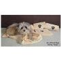 Ultra-Absorbent Pet Bath Towel for Small, Medium, Large Dogs and Cats, Machine Washable 44'' x 28'' Inch.