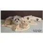 Ultra-Absorbent Pet Bath Towel for Small, Medium, Large Dogs and Cats, Machine Washable 44'' x 28'' Inch. Ultra-Absorbent Pet Bath Towel for Small, Medium, Large Dogs and Cats, Machine Washable 44'' x 28'' Inch.