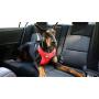 Sleepypod ClickIt Sport Crash-Tested Car Safety Dog Harness