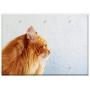Triple Blank Wall Plate Cover - Cat Redhead Fluffy Cat Pet Cat Looking Animals