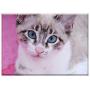 Triple Blank Wall Plate Cover - Cat Thai Cat Siamese Cat Pet Domestic Cat