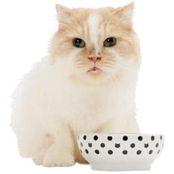 NECO ICHI Necoichi Anti-Spill Cat Food Bowl, Effective Double Anti-Spill Smart Lips, FDA and EC/ECC European Standards