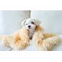 Loyanyy Fluffy Pet Blanket Warm Soft Blankets for Dog Puppy Cat Flannel Throw Dog Bed Covers Pure Plush Mat
