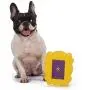 Friends TV Show Friends Dog Toy | Gold and Purple Picture Frame from Friends TV Show, Vinyl Rubber Dog Toy | Squeaky Dog Toy - Friends TV Show Merchandise Friends TV Show Friends Dog Toy | Gold and Purple Picture Frame from Friends TV Show, Vinyl Rubber Dog Toy | Squeaky Dog Toy - Friends TV Show Merchandise