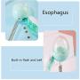 JKQ Suction Cup Swing Spring Feather Tumbler Leak Food Ball Pet Toy Mouse Funny Cat Toy Cat Toy Flash Ball