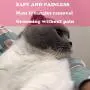 Pet Dematting Comb - 2 Sided Undercoat Rake for Cats & Dogs - Safe Grooming Tool for Easy Mats & Tangles Removing - Medium and Long Haired Cats Dogs Brush for Shedding Pet Dematting Comb - 2 Sided Undercoat Rake for Cats & Dogs - Safe Grooming Tool for Easy Mats & Tangles Removing - Medium and Long Haired Cats Dogs Brush for Shedding