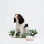 Waggo Ceramic Small Rose Dipper Dog Bowl and Air Tight Treat Jar Set - Rose