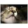 Triple Blank Wall Plate Cover - Cats Cat Close Up Nose Sun Pleasure Pet Feline