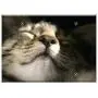 Triple Blank Wall Plate Cover - Cats Cat Close Up Nose Sun Pleasure Pet Feline